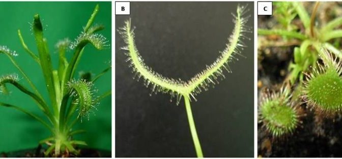 Sundew’s Nanoparticles Used For Treatment Of Wounds