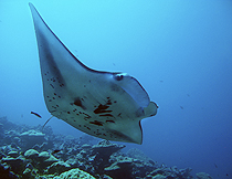 How Manta Rays In The Ocean Depend On Terrestrial Forests