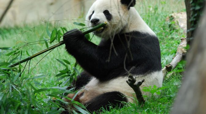 How Do Pandas Exist On Only Bamboo?
