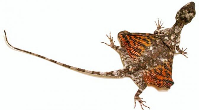 Do Flying Lizards Mimic Falling Leaves To Survive?