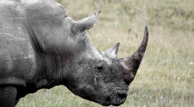 After The Rhinos Are Extinct, What Becomes Of The Savanna?