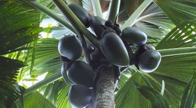 Most Charismatic Palm Is Also A Doting Parent