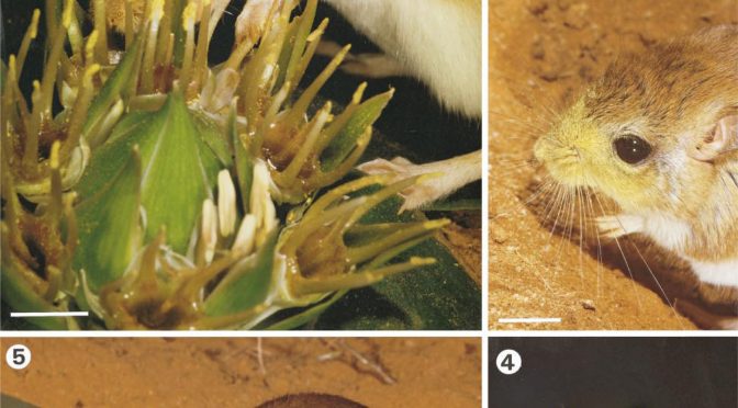 The Cutest Pollinators: Identifying Rodent Pollinated Plants