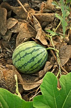 Watermelons Have Been A Delicious Treat For 4000 Years