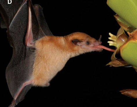 The Bat Whose Tongue Is A Straw