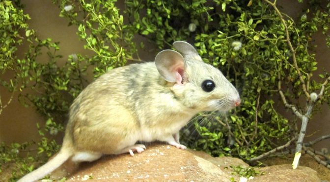 Climate Change Is Destroying A Unique Partnership: Wood Rats And Creosote Bushes