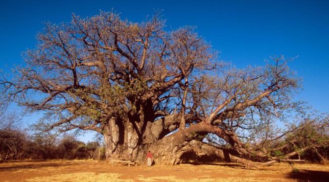 The Ancient Dance Of Survival: Baobabs And Elephants