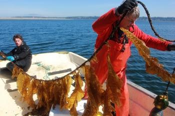 Can Kelp Farming Fight Ocean Acidification?