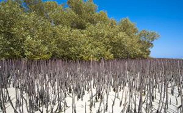 Mangroves Cleanse Polluted Soil And Water Of Heavy Metals