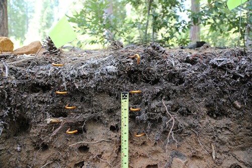 Decomposed Plant Parts Sequester Carbon In The Soil. How Long The Carbon Is Retained Depends On The Details