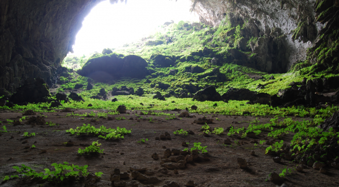 Newly Defined Plant Habitat Discovered In China’s Caves