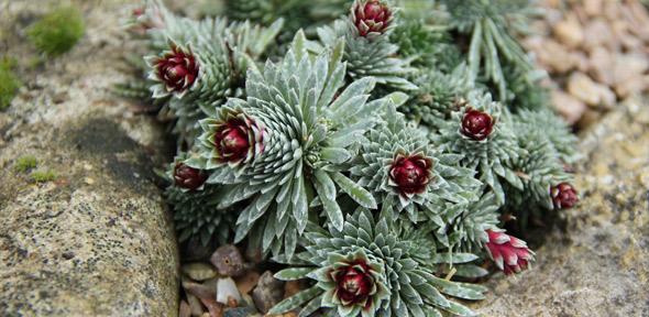 Rare Alpine Plants Found To Produce Even Rarer Mineral The World Wants