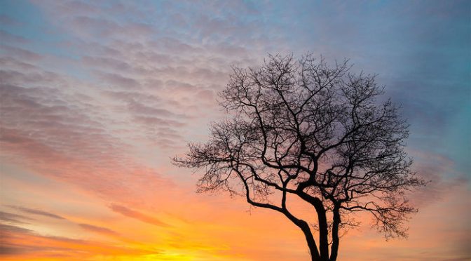 The Mighty Oak First Arose In Northern Canada And Went On To Conquer A Hemisphere