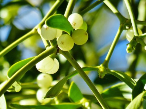 Mistletoe Shown To Be Unique: It Doesn’t “Breathe”