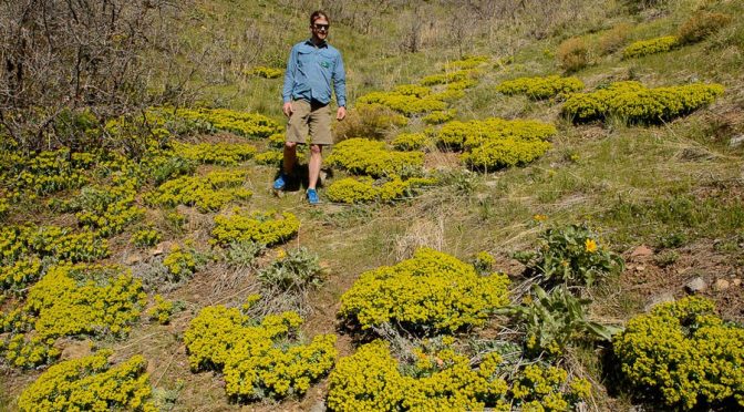It Seemed Like A Good Idea At The Time: ‘Water wise’ Shrubs Turn Into Invasive Nightmare