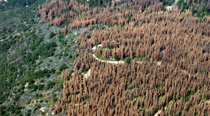 Silvan El Nino: Massive Forest Loss In One Region Has Continent-Wide Repercussions