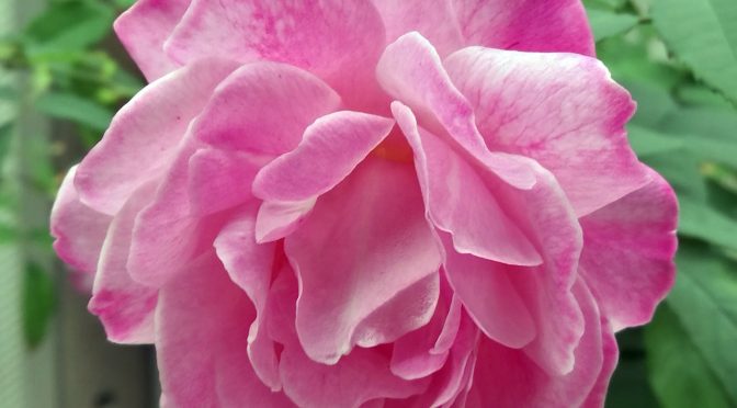 It May Require Gene Sequencing To Get Roses To Again Smell So Sweet