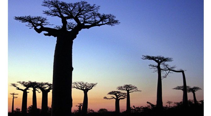 The Oldest Ones Are Leaving Us: The Mass Death Of Africa’s Iconic Tree