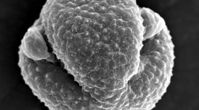 Asthma Sufferers: Bacteria That Can Trigger Attacks Hitchhikes On Plant Pollen