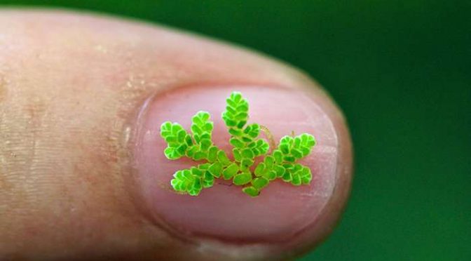Crowdfunded Study Discovers Origin Of Ferns’ Insecticidal Protection