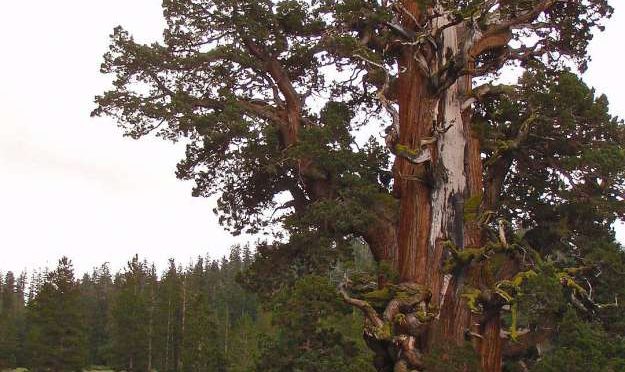 California Wildfires Threaten Largest And Very Ancient Juniper