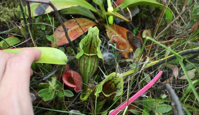 Although Separated By Continents And Seas, Carnivorous Plants Can Trade Homes