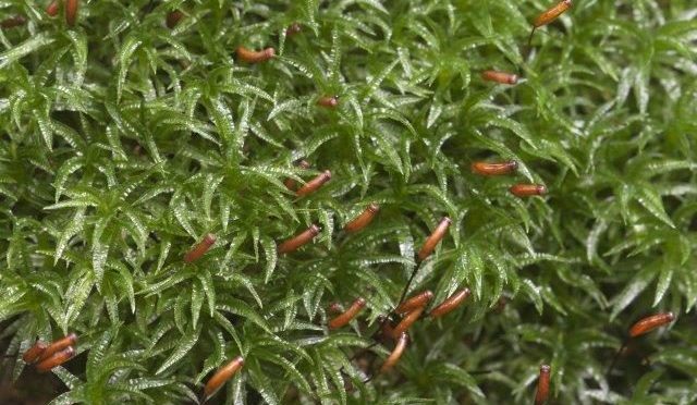 Scientists Tap Simple Mosses To Warn Us Of Dangerous Air Quality
