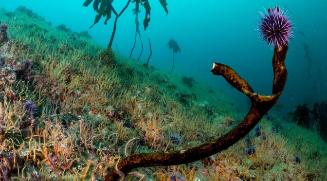 Kelp Forests Are Disappearing Due To Complex Environmental Changes Spurred By Climate Change