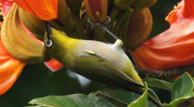 Non-native Invasive Birds Trained To Save Endangered Plants