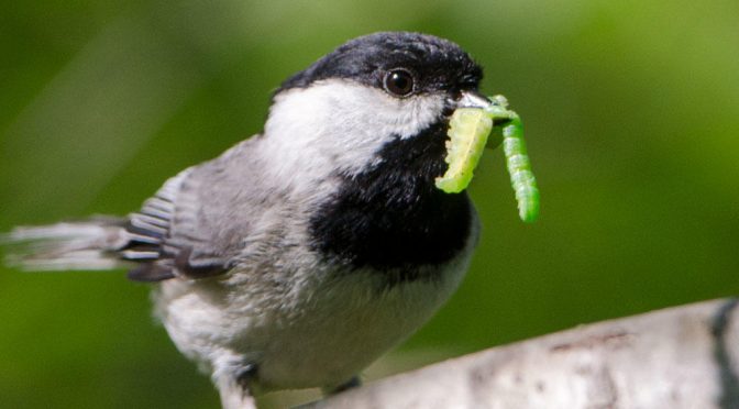 For This Bird, At Least, Native Plants May Be A Requirement