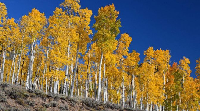 How Can One Of The Largest Living Organisms Be Eaten Away? The Death Of The Pando Aspens