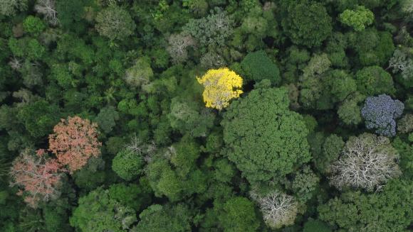 Mystery Solved? Old Assumptions Debunked? Why Are Tropical Forests So Diverse?