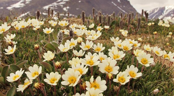 In The Arctic There Aren’t Enough Bees To Fill All The Pollination Needs Of Plants