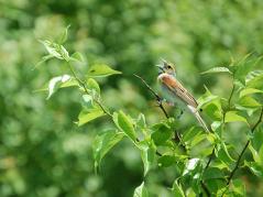 An Invasive Forage Grass And The Native Bird It Is Threatening