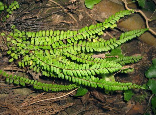 Thousand-Year-Old Skeleton Reveals Medieval Herbal Use Of Ferns