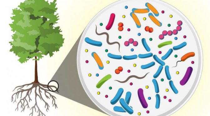 Trees’ Soil Microbial Community May Hold Untold Medical Promise