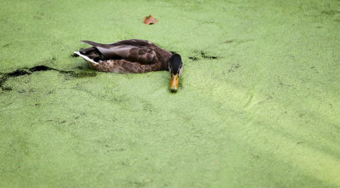 This Humble Plant Spreads By Riding A Duck’s Digestive Tract