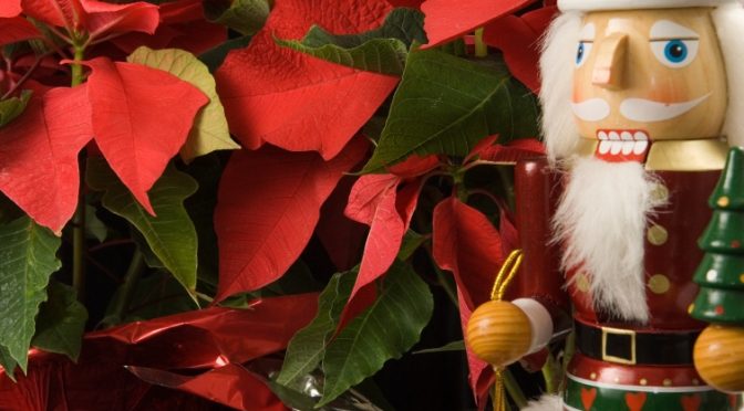 Pity The Maligned Poinsettia: Everyone “Knows” It Is Toxic. But It Isn’t Really