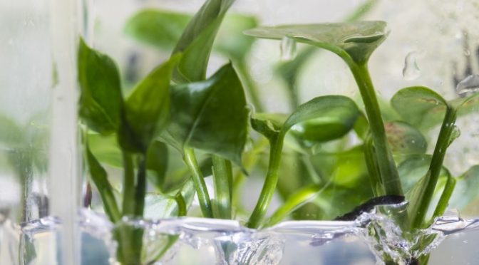With A Little GMO A Common Houseplant Becomes An Indoor Pollution Fighter