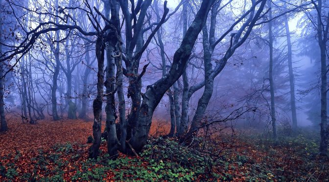 A New Disease Is Spreading Among Beech Trees