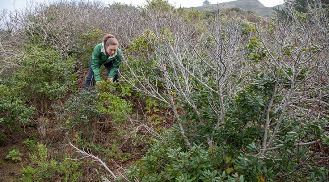 Are Native Plant Nurseries Introducing New Superbugs Into Ecological Restoration Sites?