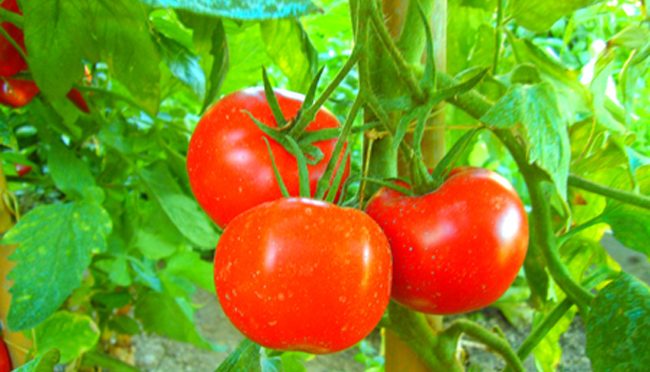 Tomato Plants Emit An Odor That Can Be Used To Protect Crops