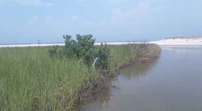 Mangrove Forests Are Disappearing… Except where Mangroves Are Becoming Invasive