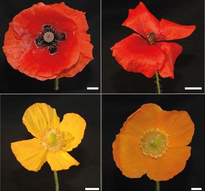 The Lengths To Which Poppy Flowers Will Go To Attract Pollinators