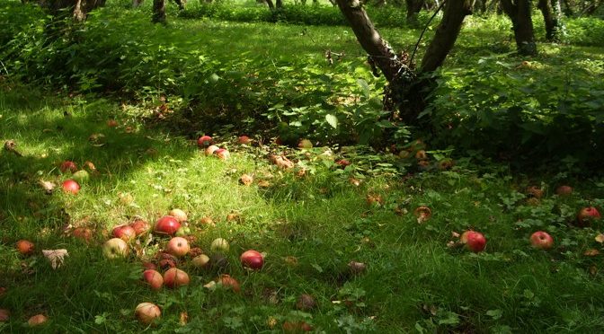 How An Apple Tree Revealed A Horrifying Nematode Dissolving Bacterium