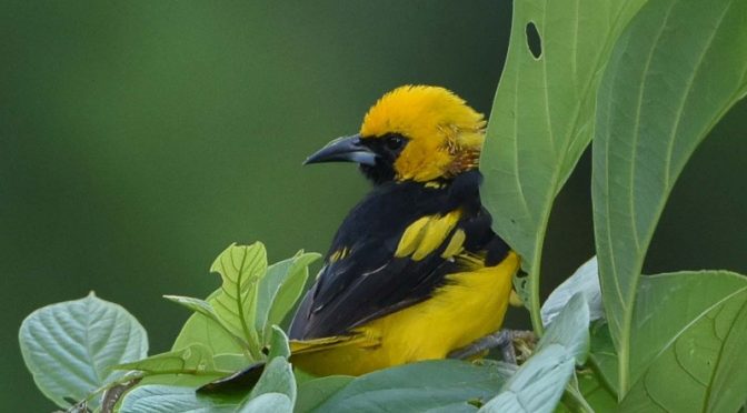 Is Your Shade-Grown Coffee Also Bird Friendly? Probably Not.