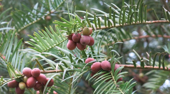 Good News For Leukemia Patients:  Drug From Plum Yew Synthesized At Last