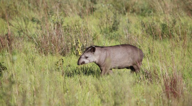 Protect Tapirs To Help Regenerate Degraded Tropical Forests