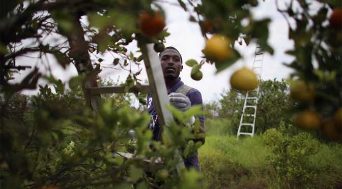 What Will Happen When Tons Of Antibiotics Are Sprayed On Florida Citrus Groves Annually? No One Can Say.