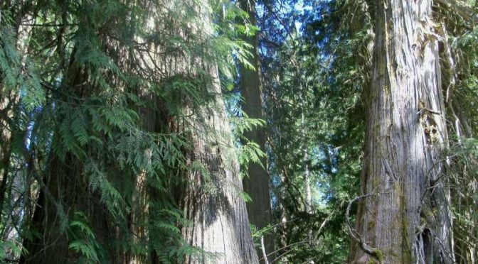 A New Approach To Evaluating Which Old Growth Forests Have Highest Conservation Value